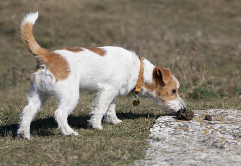 Do dogs eat dog hot sale poop